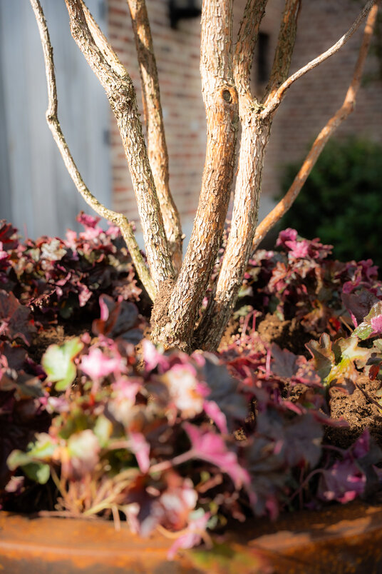 Cortenstalen Boombak inclusief beplanting 100x60cm