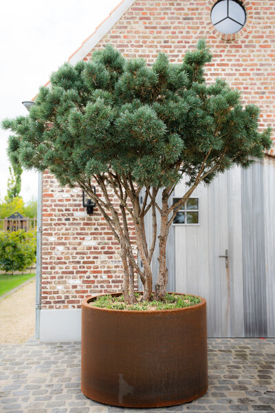 Cortenstalen Boombak inclusief beplanting 120x60cm