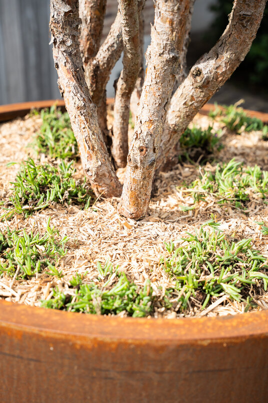 Cortenstalen Boombak inclusief beplanting 120x60cm