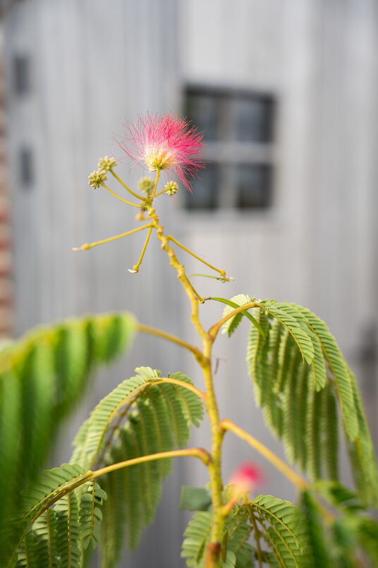 Cortenstalen Boombak inclusief beplanting 100x40x40