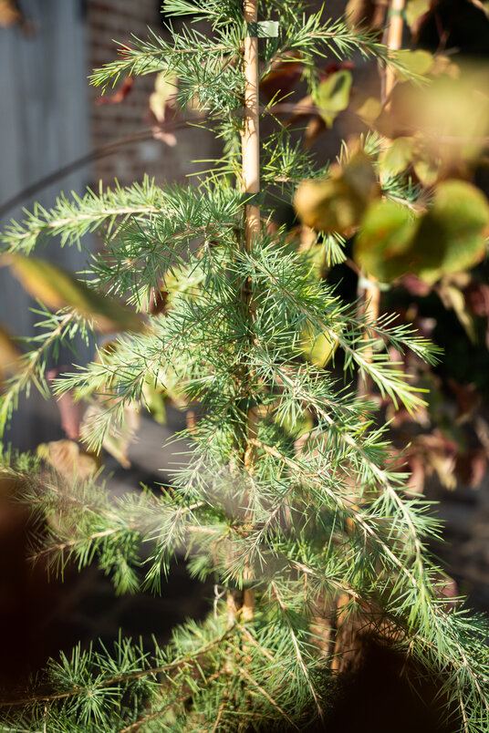 Cortenstalen Boombak inclusief beplanting 150x40x40cm