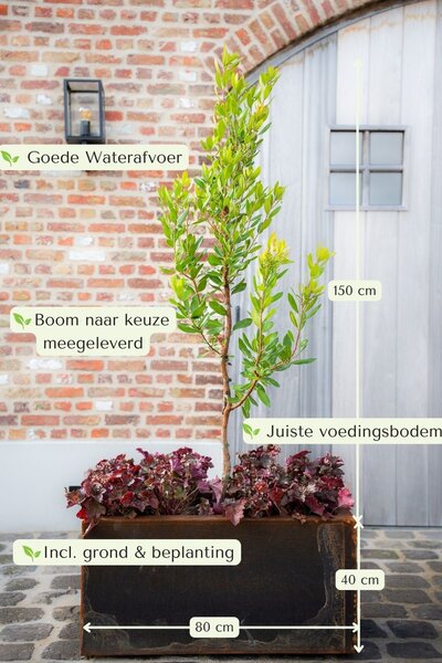Cortenstalen Boombak inclusief beplanting 80x40x40cm