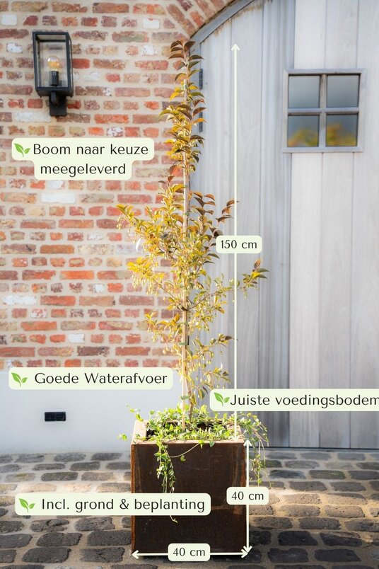 Cortenstalen Boombak inclusief beplanting 40x40x40cm