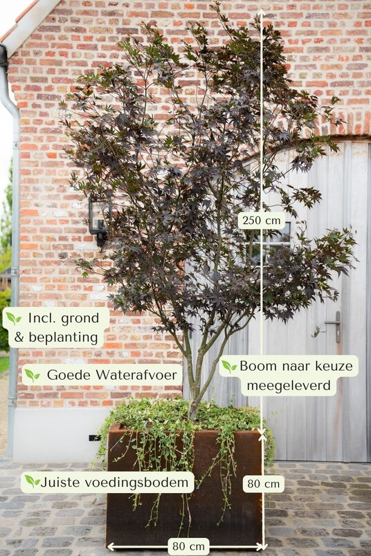 Cortenstalen Boombak inclusief boom en beplanting 80x80x80cm