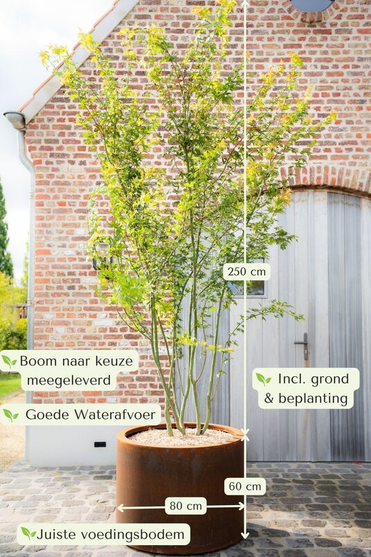 Cortenstalen Boombak inclusief beplanting 80x60cm