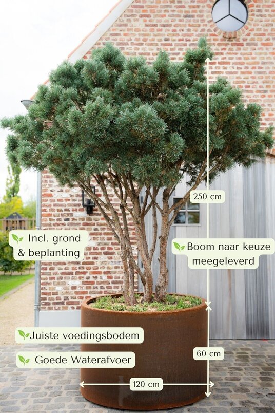 Cortenstalen Boombak inclusief beplanting 120x60cm
