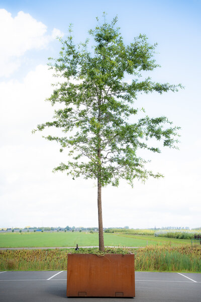 Cortenstalen Boombak inclusief beplanting en reservoir 180x180x110cm