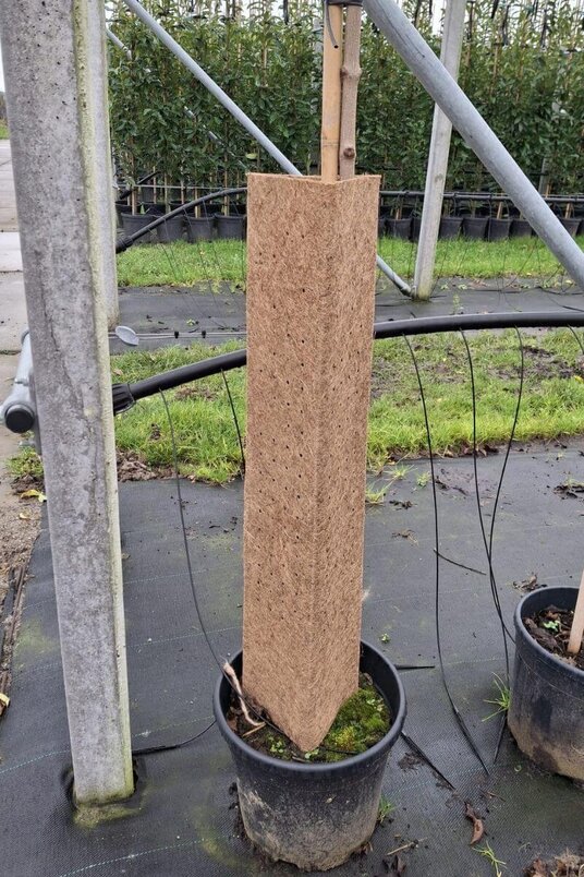 Kokos plantbeschermer