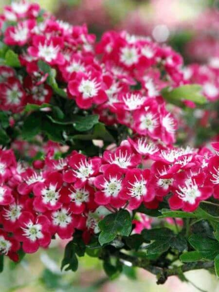 Bijzondere bomen voor meer biodiversiteit in tuin