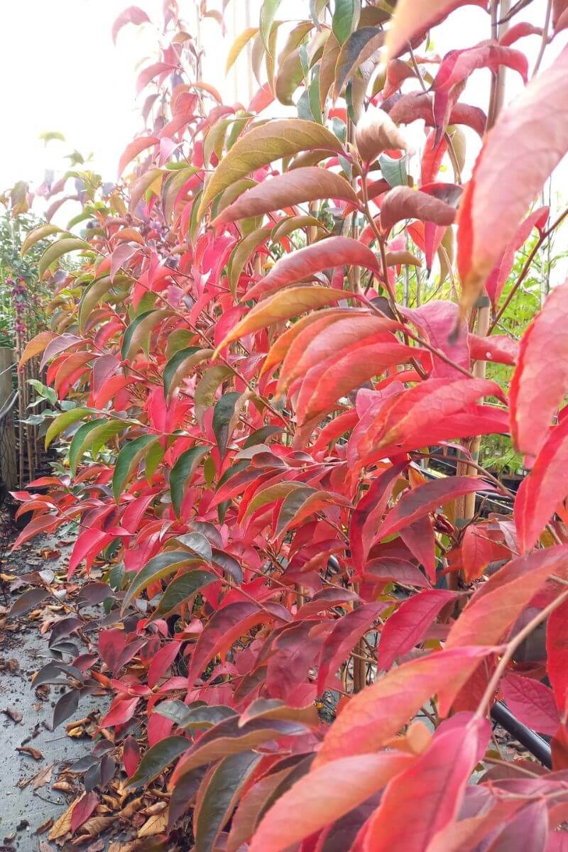 Bomen planten/onderhouden in november en december 