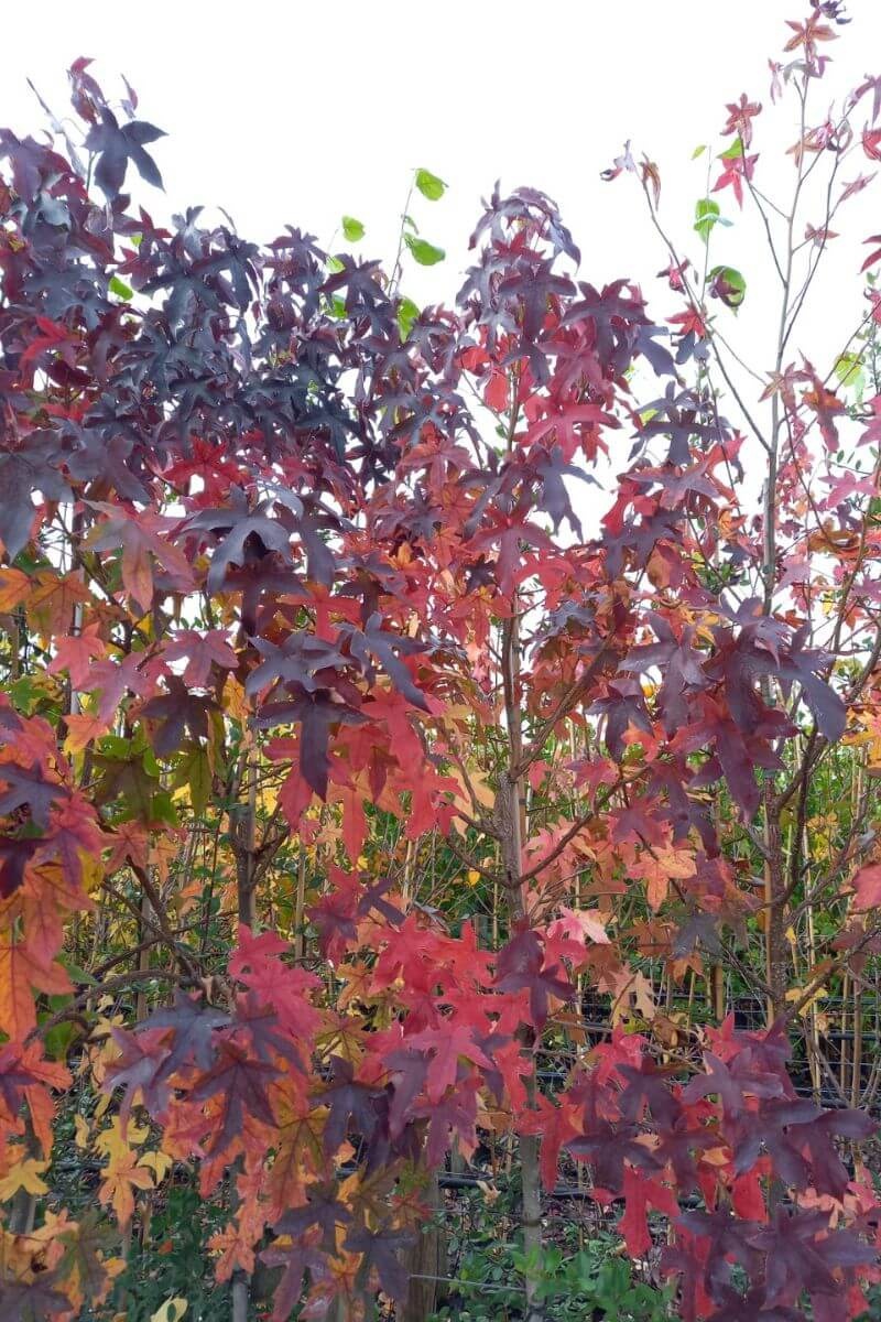 Bomen planten en onderhouden in oktober