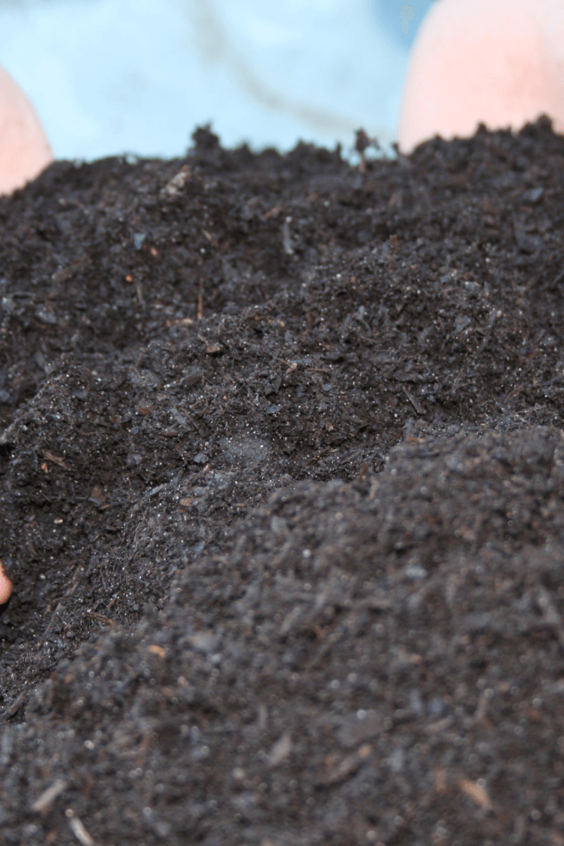 De belangrijkste ‘boomwerkzaamheden’ in september