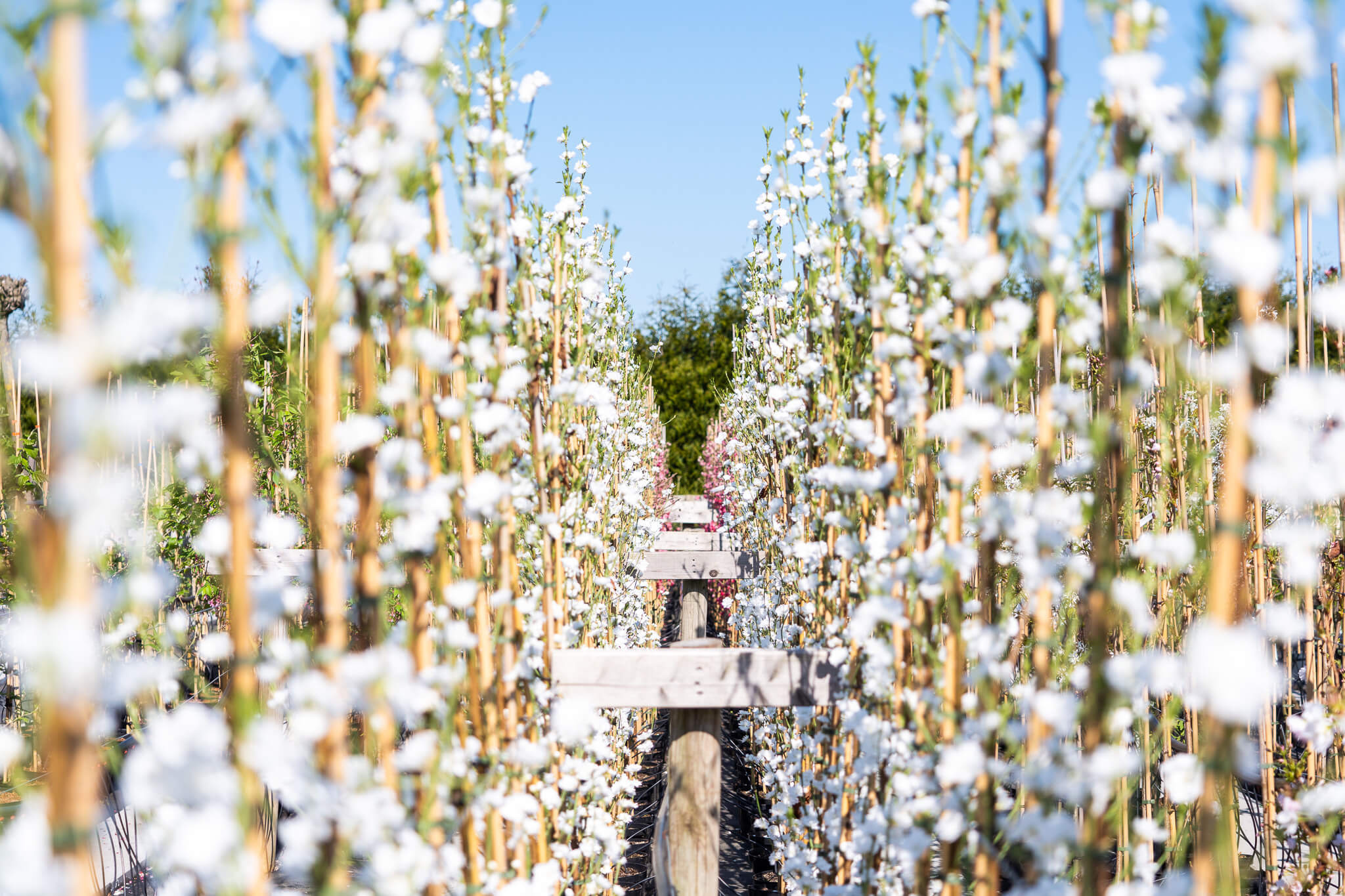 Bomen planten en boomverzorging in maart
