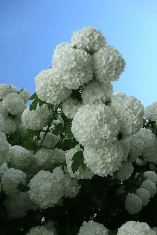 May: the month to care for, protect and support your young trees