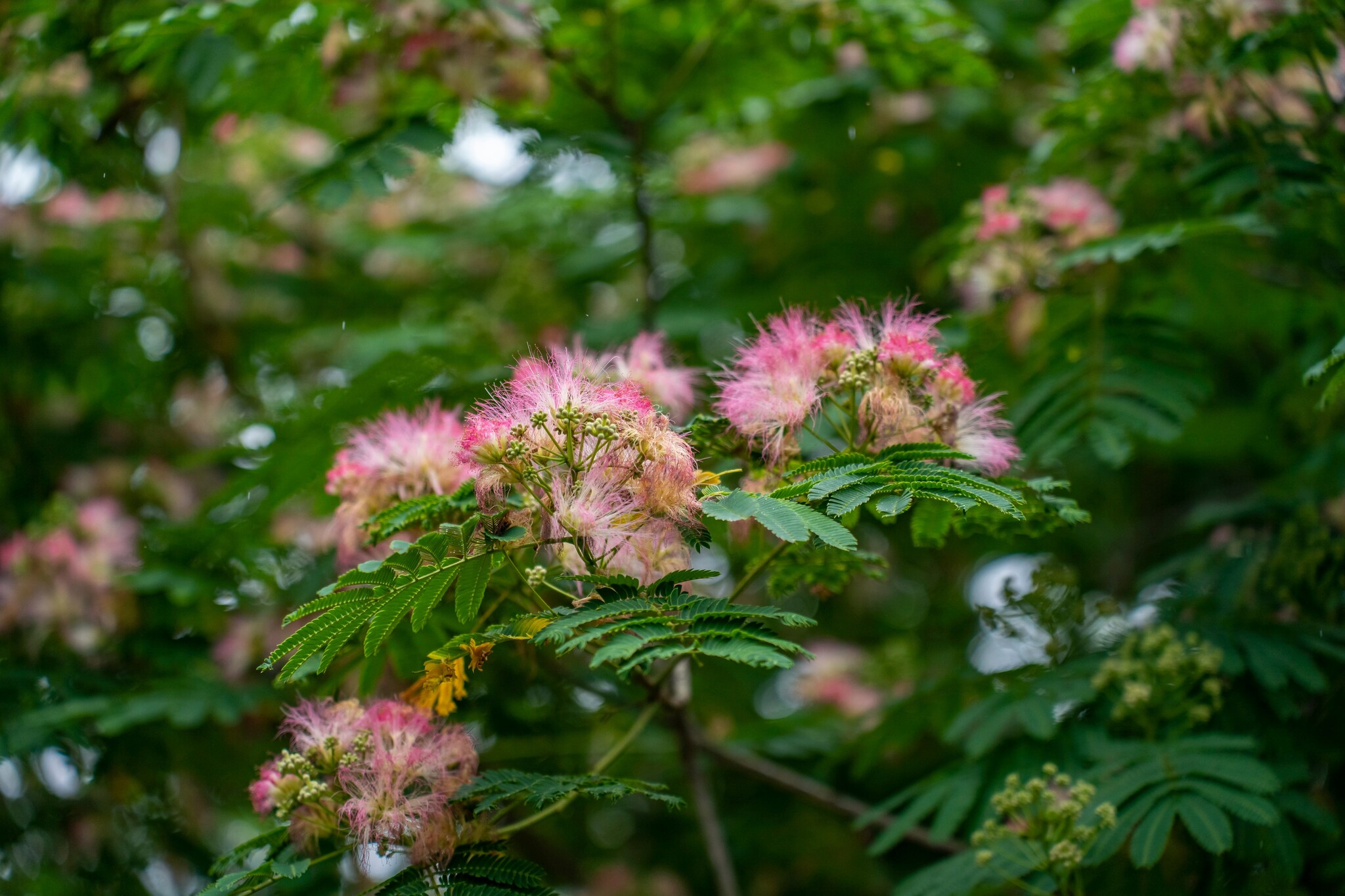 Which trees bloom in summer?