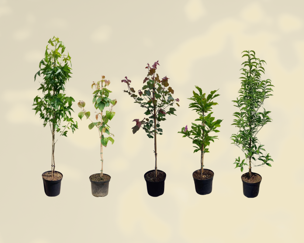 Bomen in pot: dit moet je weten (+ 10 mooiste soorten)