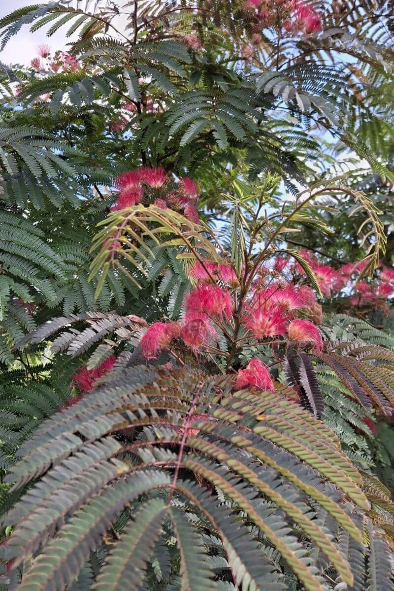 How do you care for young trees during the summer months of July and August?