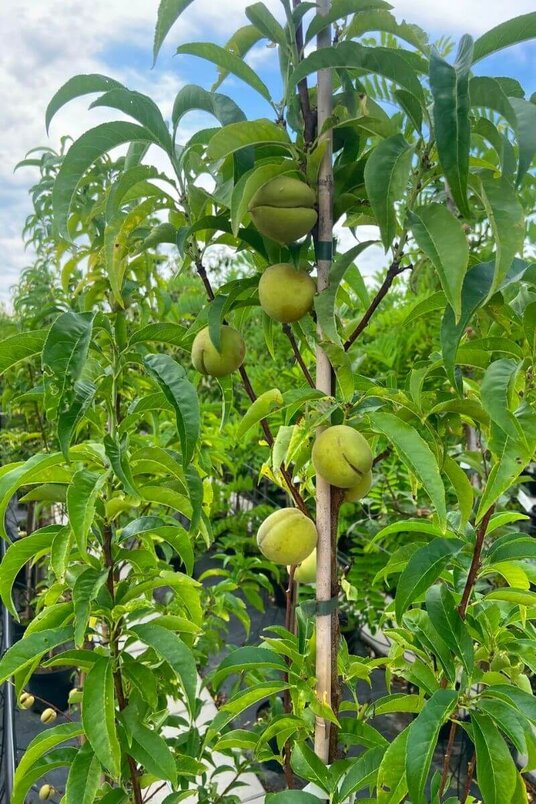 Jonge Zuilvormige Perzikboom | Prunus persica 'Terute-Beni