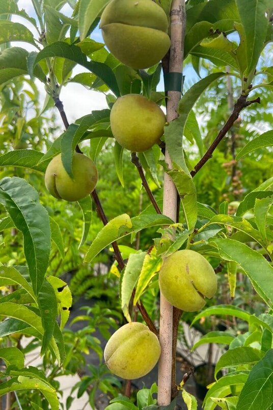 Jonge Zuilvormige Perzikboom | Prunus persica 'Terute-Beni