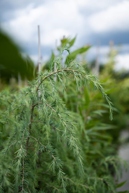 Junge Himalayazeder | Cedrus deodara