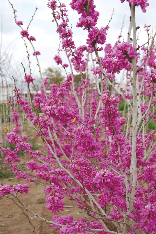 Jonge Chinese Judasboom | Cercis chinensis 'Avondale'