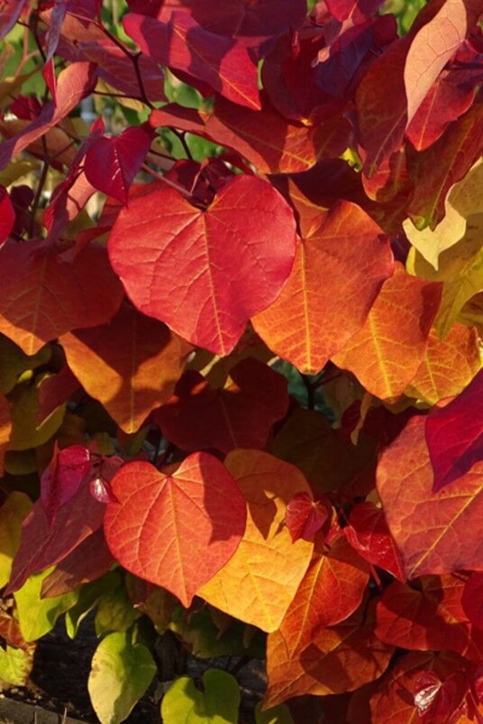 Young Autumn-Colored Eastern Redbud | Cercis canadensis 'Eternal Flame'