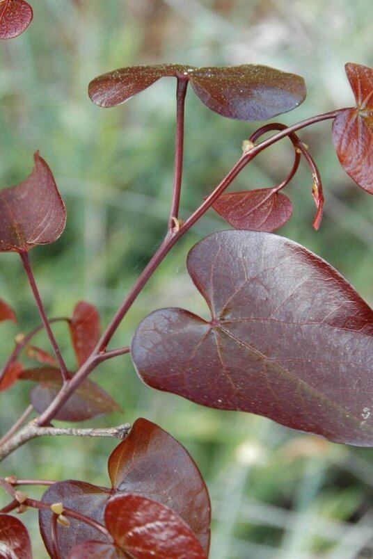 Young American Redbud | Cercis canadensis 'Merlot'