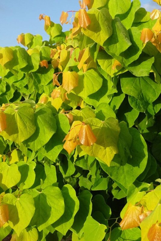 Young American Redbud | Cercis canadensis 'Rising Sun'