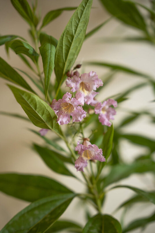 Jonge Woestijnwilg boom | Chitalpa tashkentensis ‘Summer Bells’