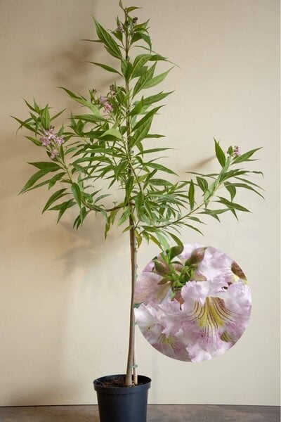 Jonge Woestijnwilg boom | Chitalpa tashkentensis ‘Summer Bells’