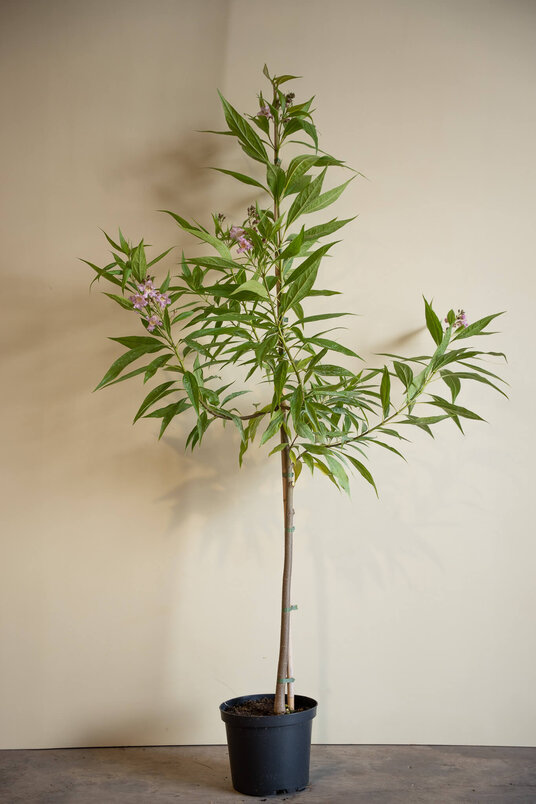 Jonge Woestijnwilg boom | Chitalpa tashkentensis ‘Summer Bells’