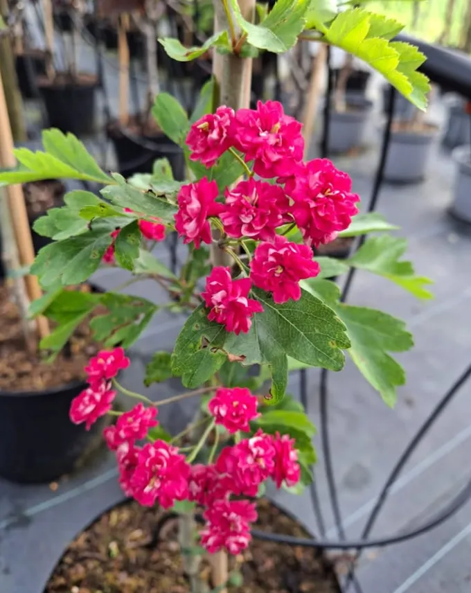 Plant 5