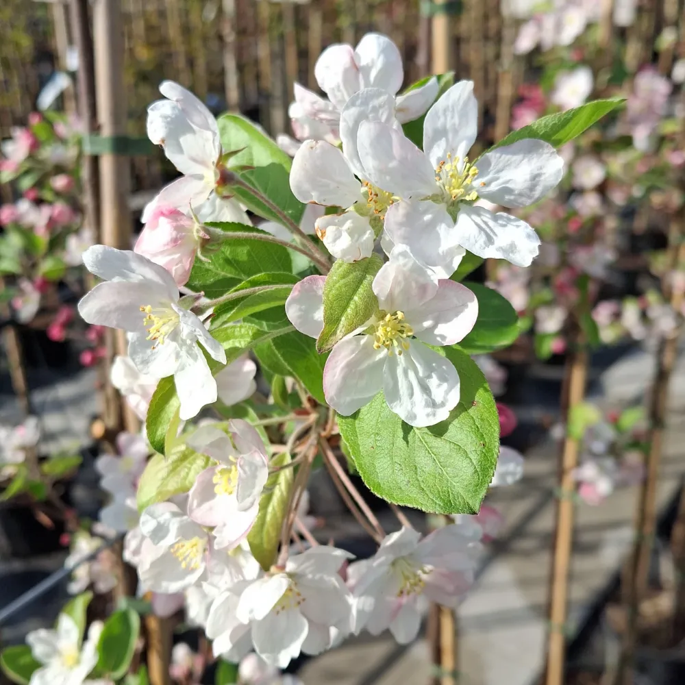 Plant 2