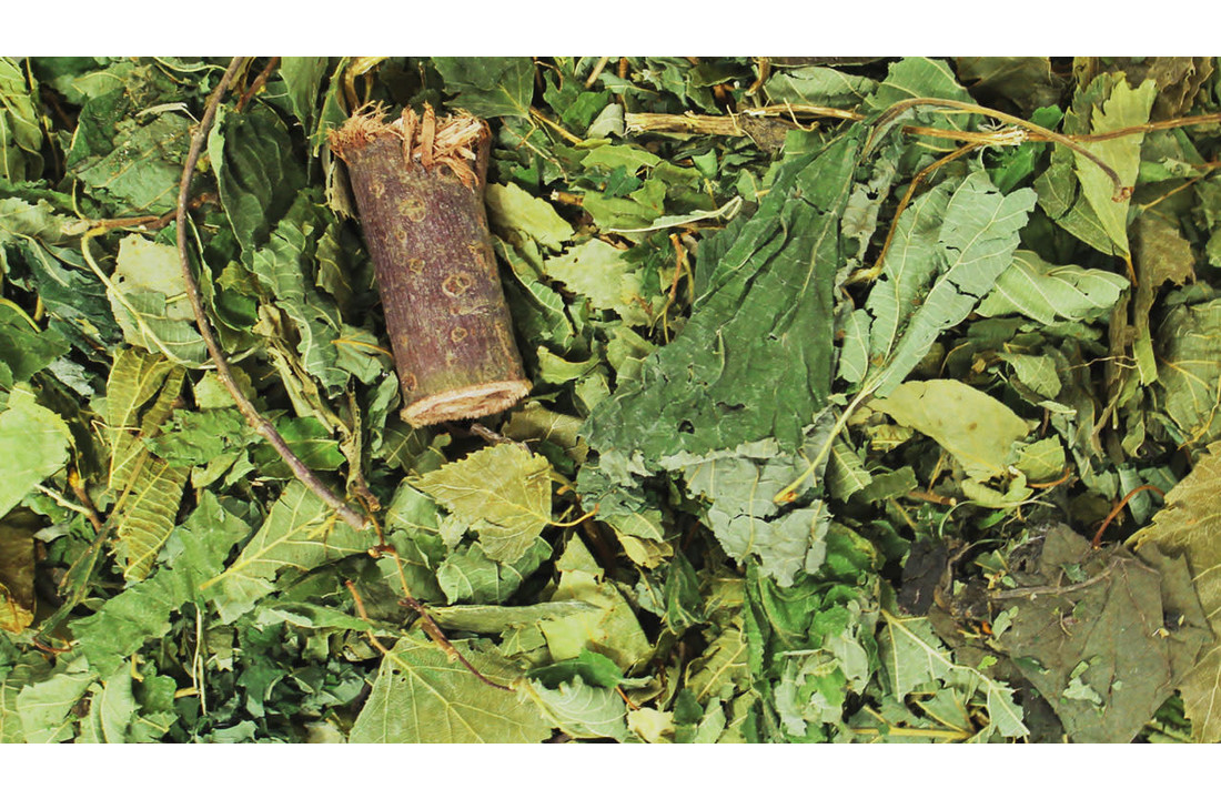 Bosgeheim 100 gram