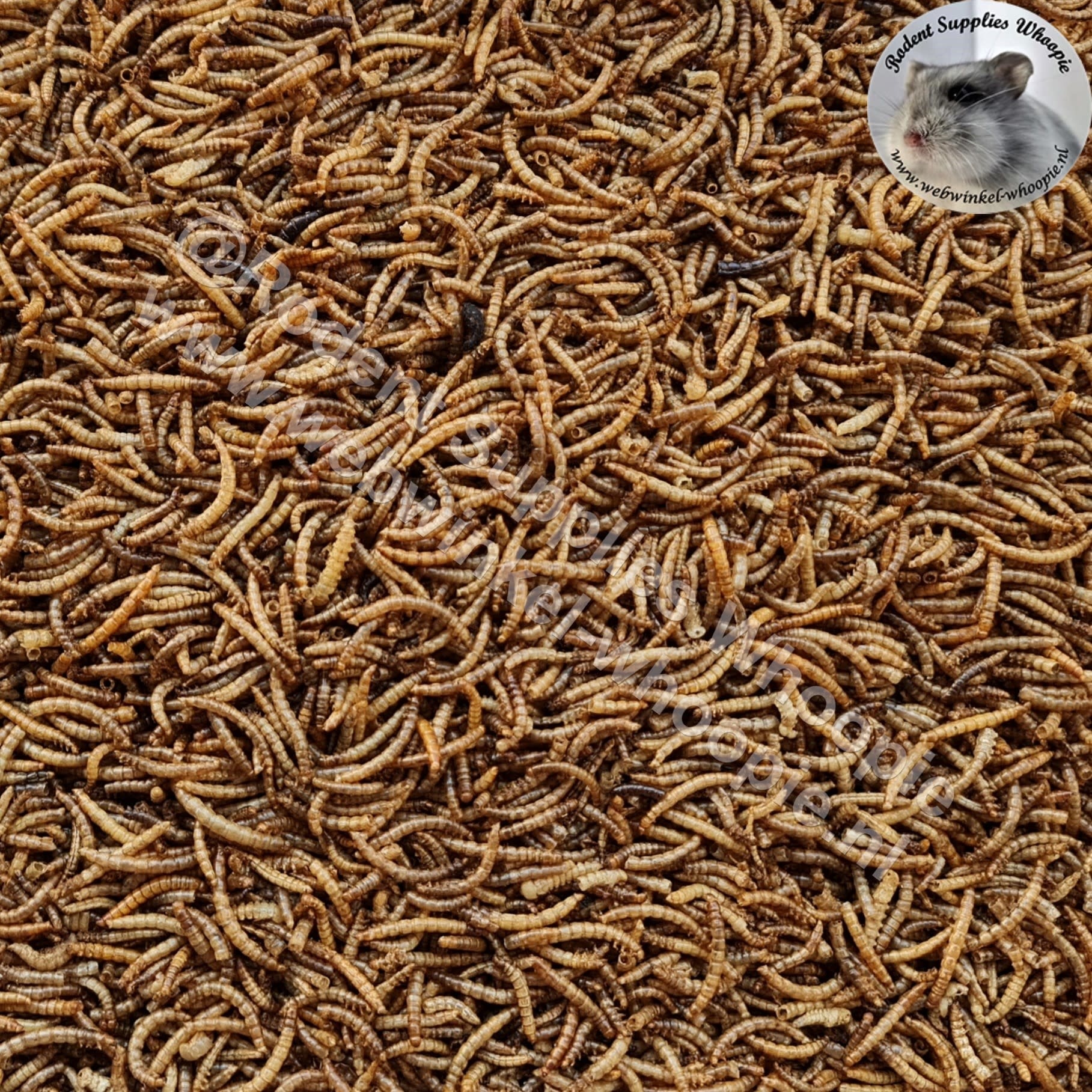 schildpad moeilijk Zending Meelwormen - Rodent Supplies Whoopie
