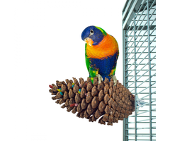 Back Zoo Nature Foraging Pine Cone