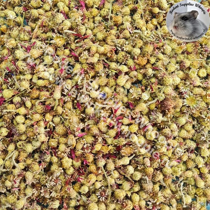 Whoopie Korenbloem rood 2de klas