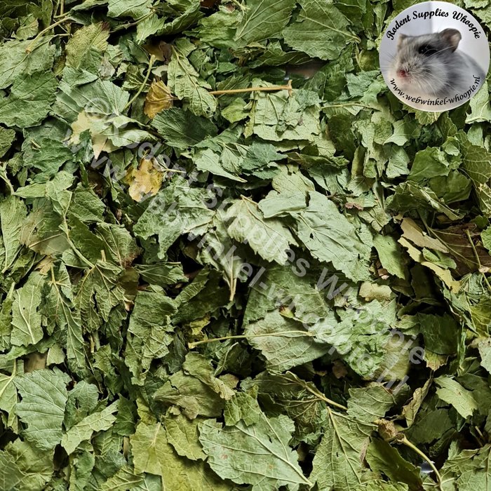 Whoopie Zwarte bessen bladeren