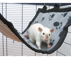 Savic Relax de Luxe flat (assorti)