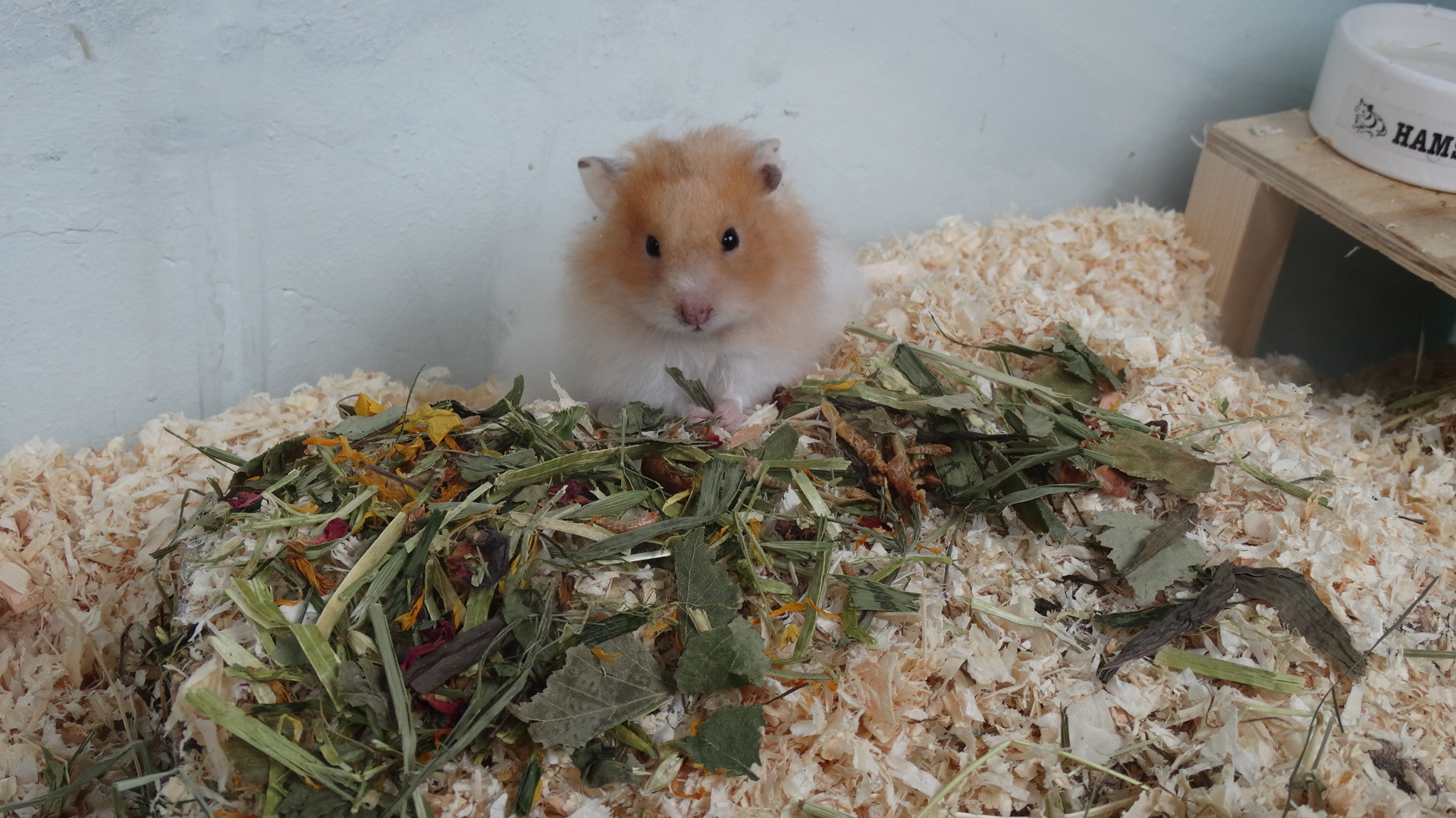 Whoopie Whoopie's Strooikruiden