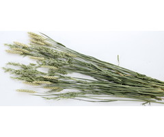 ESVE Pet Bouquet Haverland