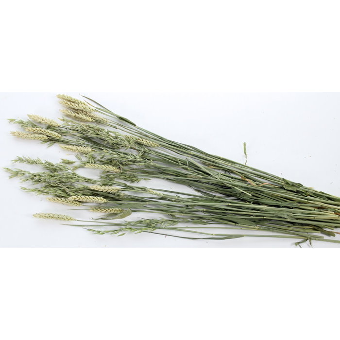 ESVE Pet Bouquet Haverland