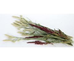 ESVE Pet Bouquet Knabbelstruik