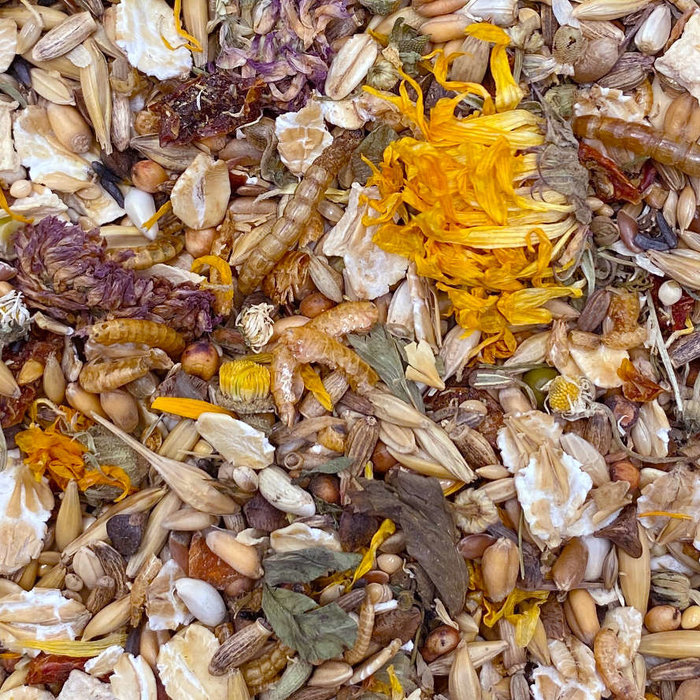 Mixerama Syrische hamster Goudkoorts (Goldrausch)