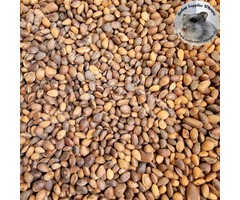 Whoopie Cedernoten (THT 06-26)