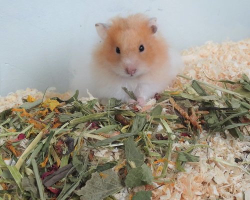 Waarom natuurlijk voeren (hamsters)?