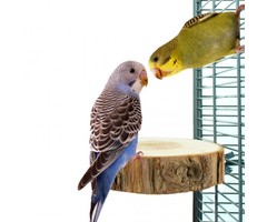 Back Zoo Nature Trunk Slice Perch