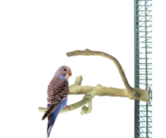 Back Zoo Nature Java Multi Perch