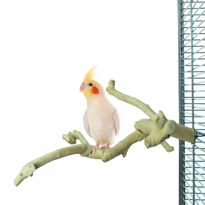 Back Zoo Nature Java Multi Perch