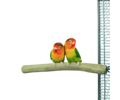 Back Zoo Nature Java Single Perch